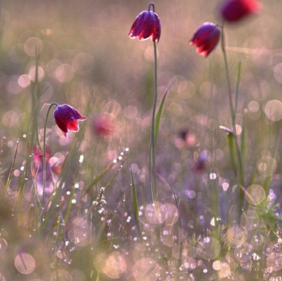 Meet your Posher, Dini - Picture 2 of 2